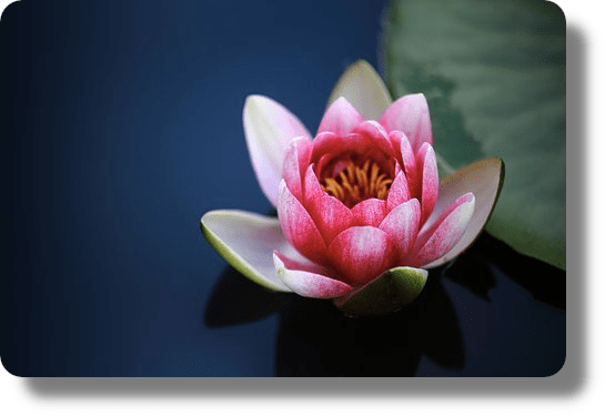 Qu'est ce que l'hypersensibilité ? Elle est comme une fleur : beauté et fragilité