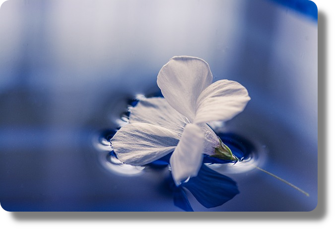 floating_flower