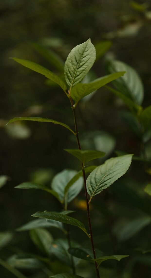 pexels-lauripoldre-27576357
